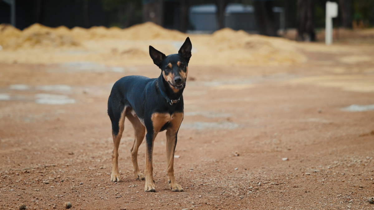 Dog - The Arabesque Client Journey with Oswald Homes